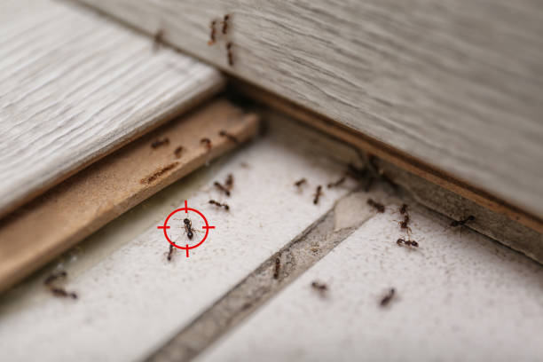 Best Insect Control  in Orlinda, TN